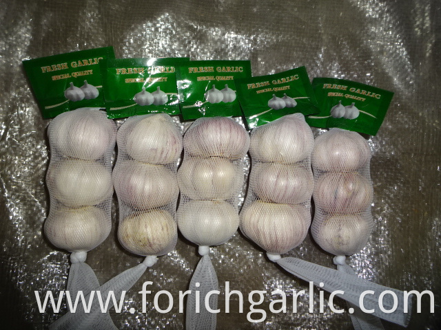 Crop 2019 Normal White Garlic